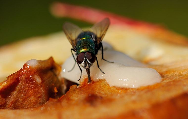close up of a fly on food